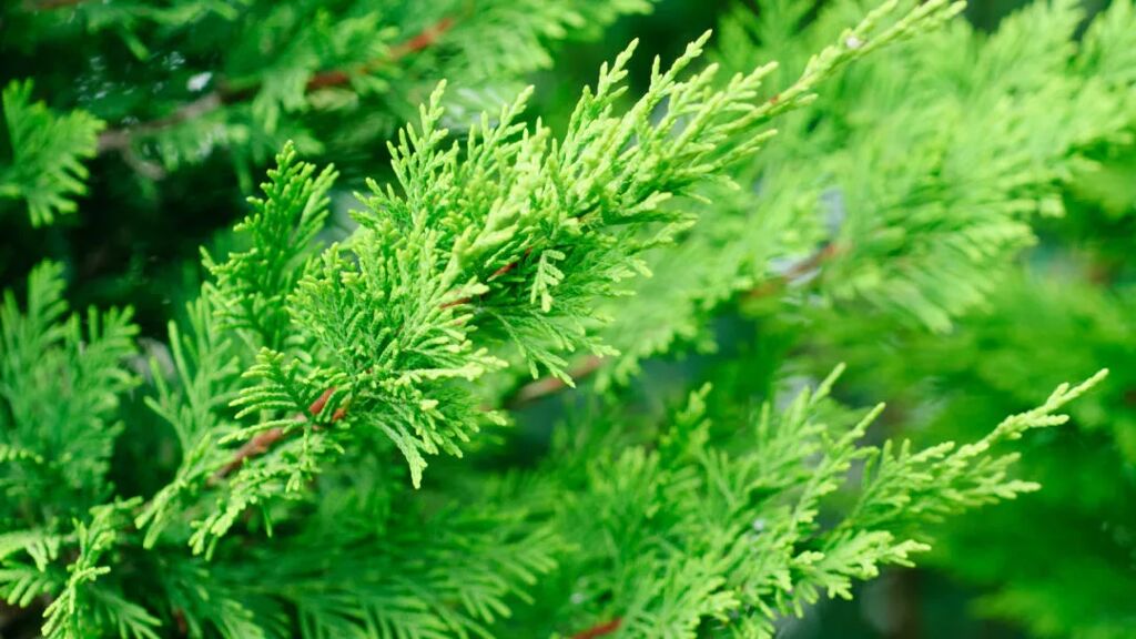 CYPRESS essential oil 6 CYPRESS essential oil